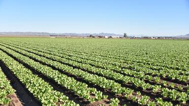 Yuma, AZ. U.S.A. 11/2024. At the convergence of Arizona, California, Mexico and the Colorado River is Yuma, Arizona, the Winter Lettuce capital of North America.