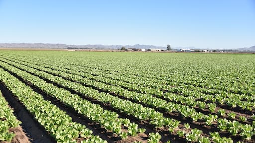 Yuma, AZ. U.S.A. 11/2024. At the convergence of Arizona, California, Mexico and the Colorado River is Yuma, Arizona, the Winter Lettuce capital of North America.