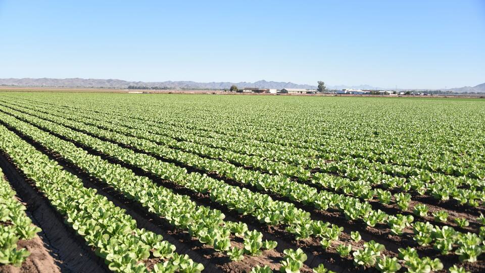 A vast agricultural field with rows of young crops under a clear sky.