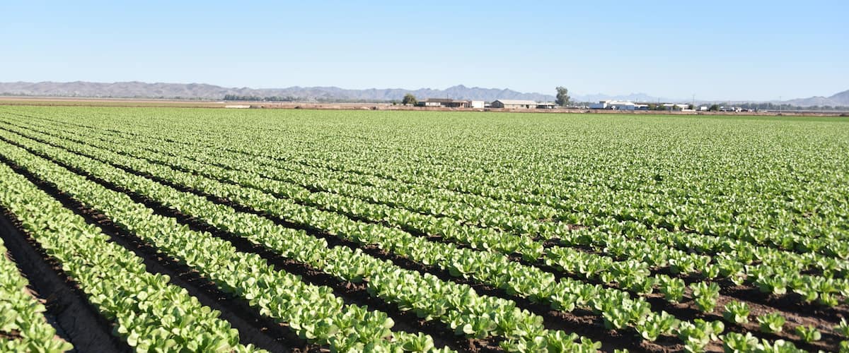 A vast agricultural field with rows of young crops under a clear sky.