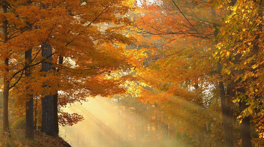 Fall in New England , photo take on road 70 Cheshire CT