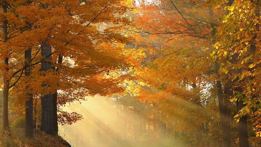 Fall in New England , photo take on road 70 Cheshire CT