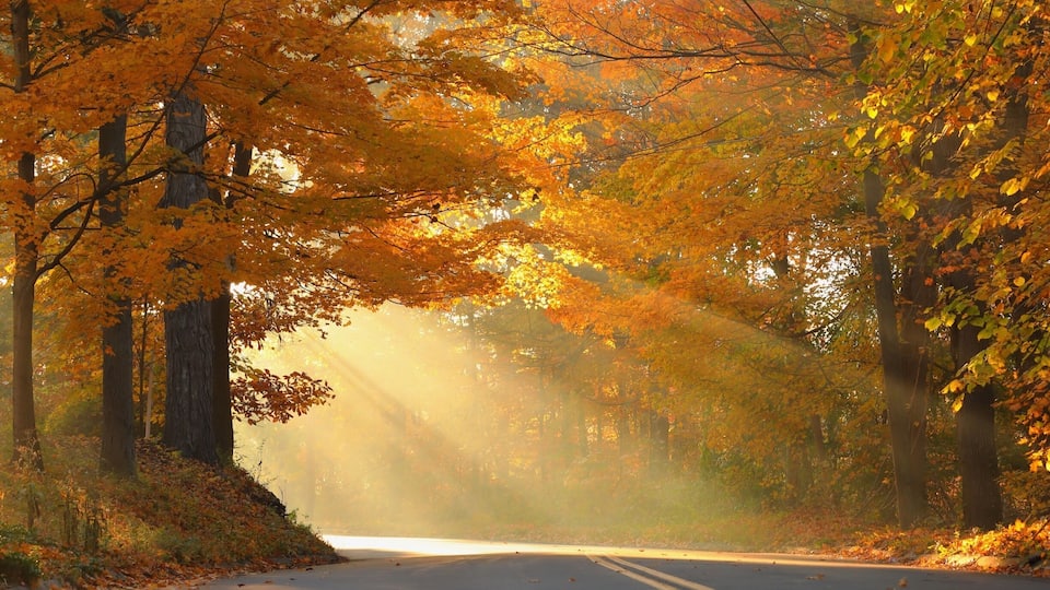 A road flanked by autumn trees with sunlight filtering through.