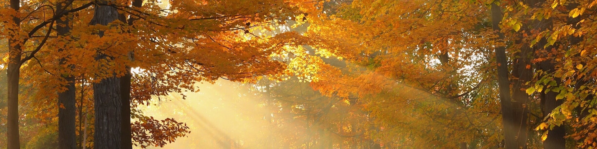 Fall in New England , photo take on road 70 Cheshire CT