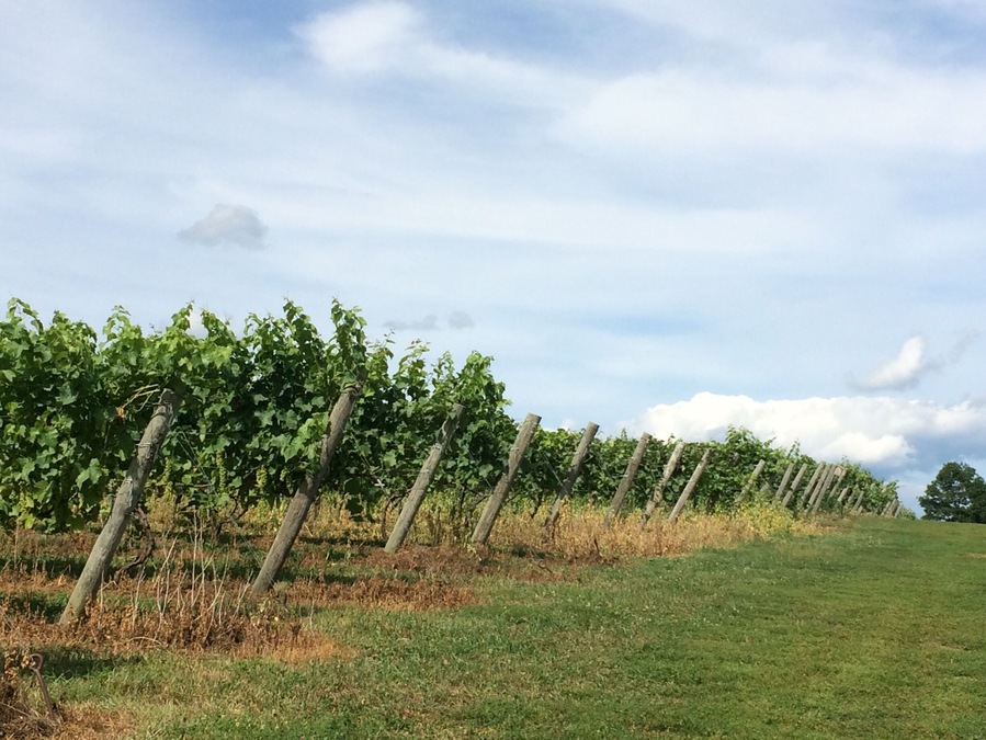 A rolling expanse of grape vines! Visitors are free to roam the grounds at Cassidy Hill Vineyard.