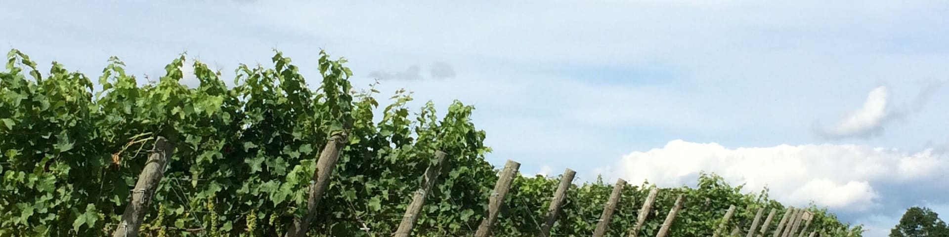 A rolling expanse of grape vines! Visitors are free to roam the grounds at Cassidy Hill Vineyard.