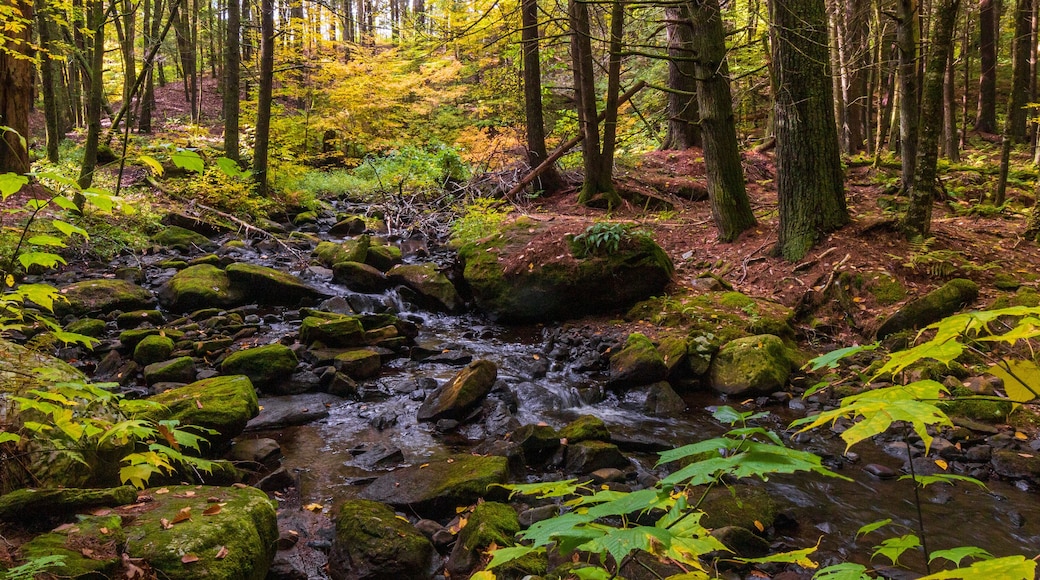 Whiting River in the fall