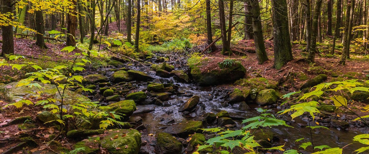 A forest stream with moss-covered rocks and autumn-colored foliage.
