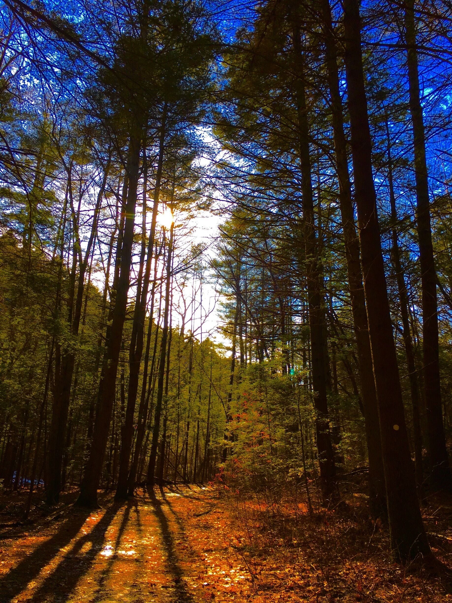 Are we out of the woods? Do we want to be out of the woods? Another 📸 from the hidden valley preserve in Connecticut. #green