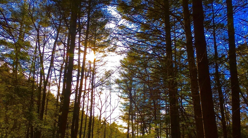 Are we out of the woods? Do we want to be out of the woods? Another 📸 from the hidden valley preserve in Connecticut. #green