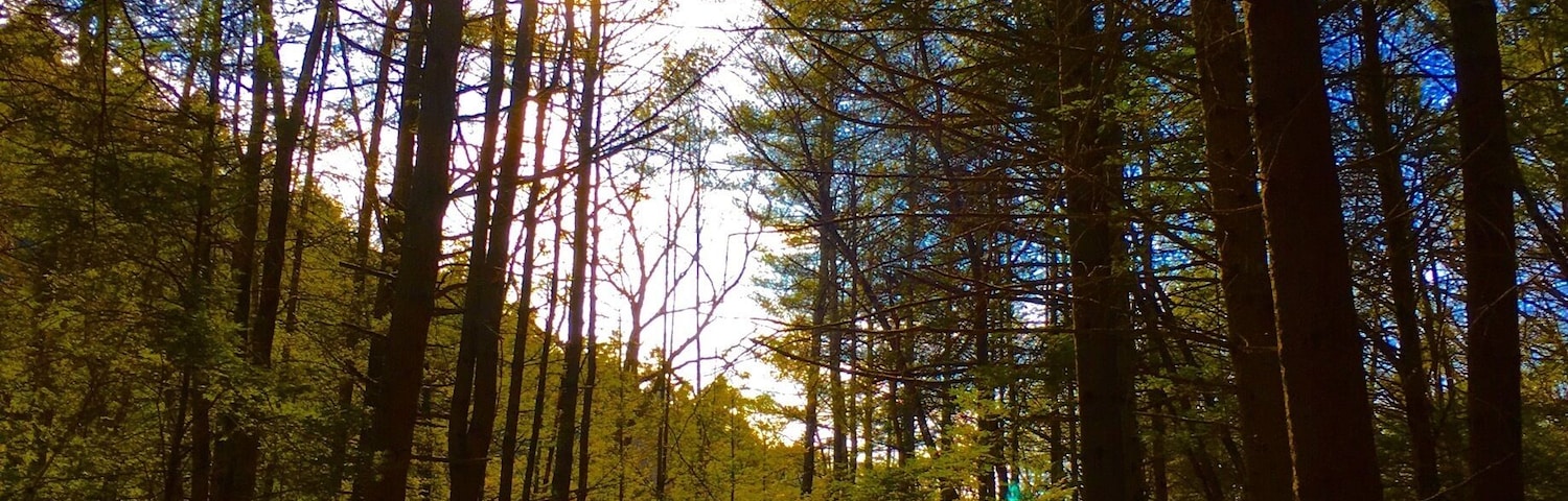 Are we out of the woods? Do we want to be out of the woods? Another 📸 from the hidden valley preserve in Connecticut. #green