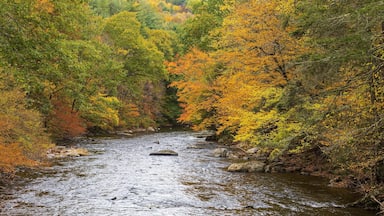 Autumn on the Shepaug River