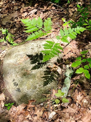 Hidden Valley Preserve was a nice surprise. Only been there a couple times but found it had a lot to offer-lots of critters (frogs, fish, snakes, turtles, birds), a suspension bridge over the brook, easy to more challenging trails. The best part was the old quartz mine, that was in use from 1800-1915. The trail becomes a sparkling white, a mix of fairytale and snow storm.