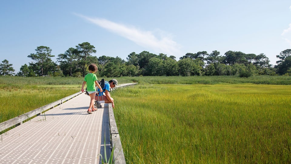 A wooden boardwalk through a grassy field with trees in the background.