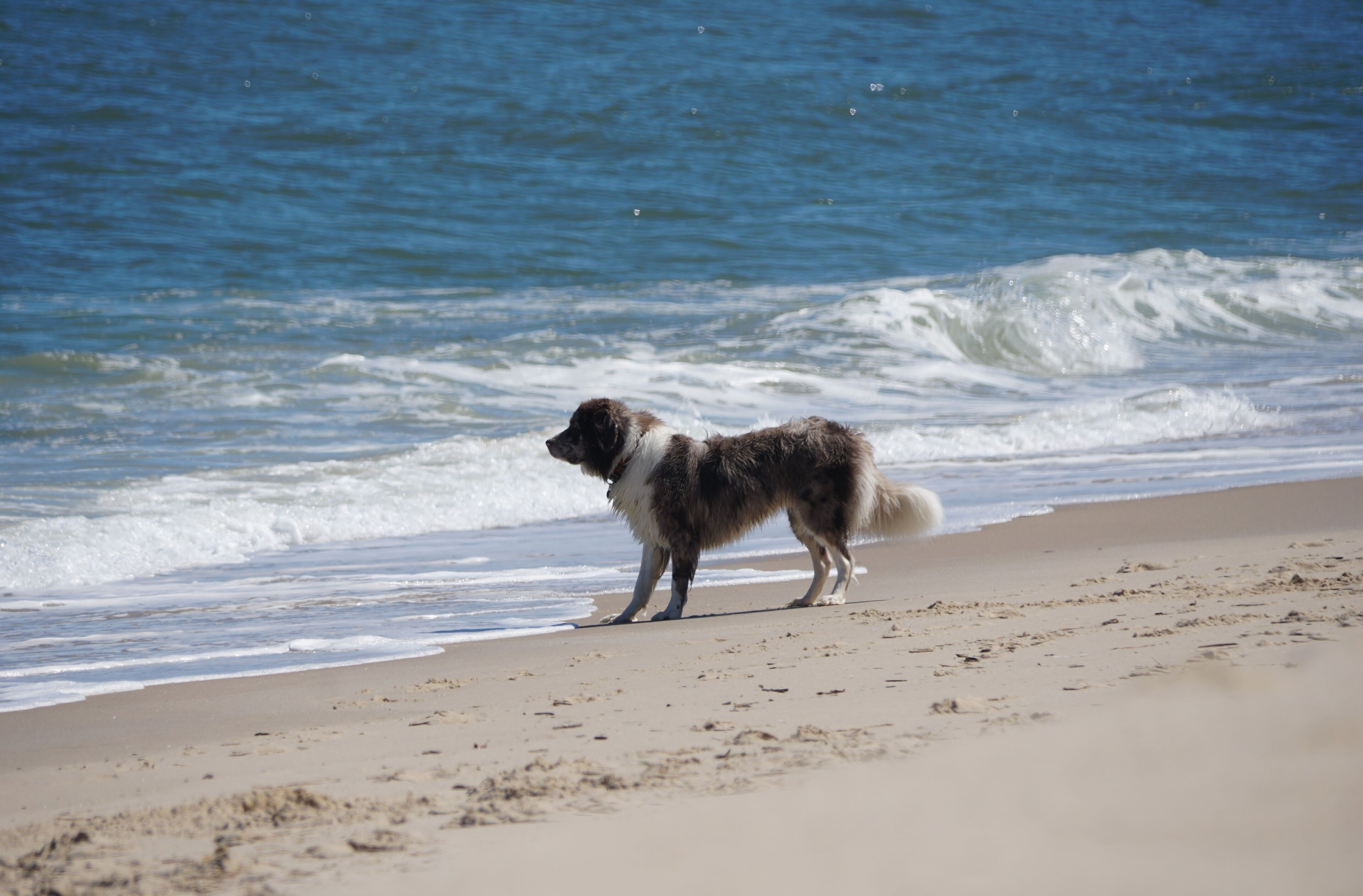 A white and brown dog staring at the wave near Dewey Beach, Delaware, U.S.A