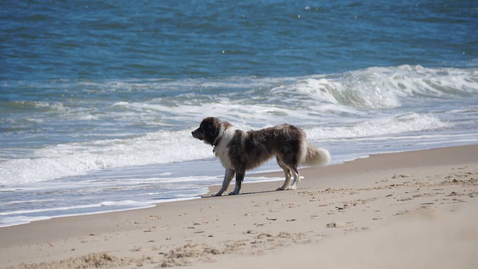 A dog standing on a sandy beach with waves in the background.