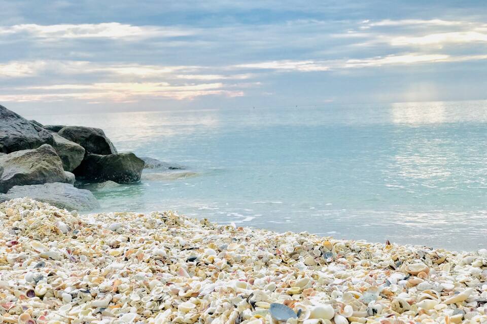 A beach with a large collection of seashells and rocks by the water.