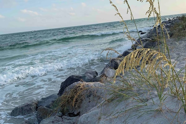 Uma costa rochosa com ondas quebrando nas pedras e uma planta em primeiro plano.