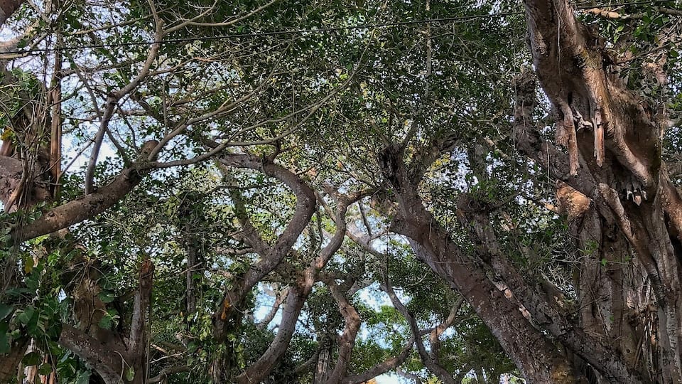Just a beautiful quiet little street lined with banyan trees in Gasparilla Island.