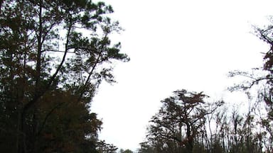 Neat view down the river outside of Callahan, Florida