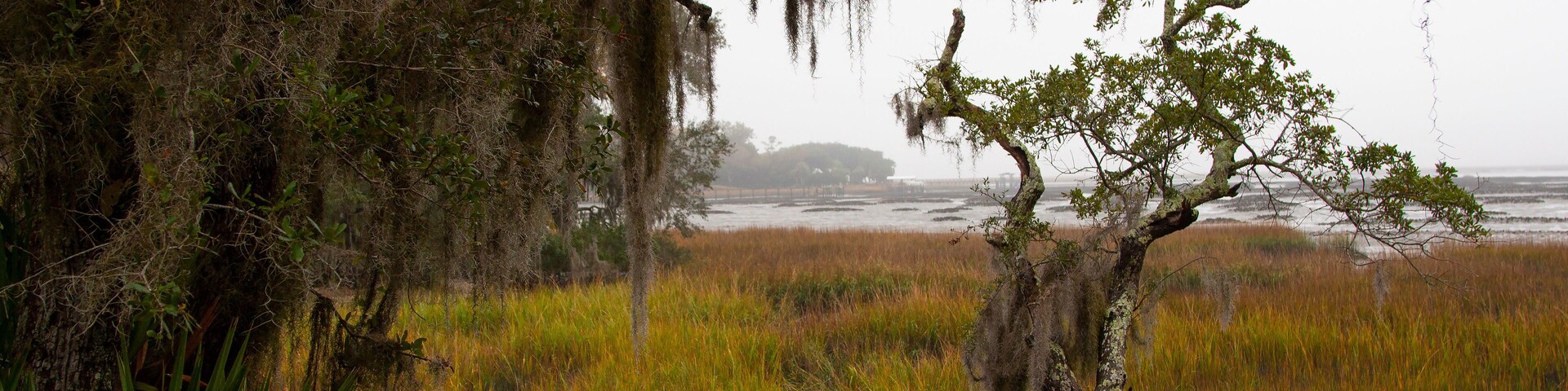 A coastal landscape with a tree covered in Spanish moss, a marshy area, and a distant view of the ocean.