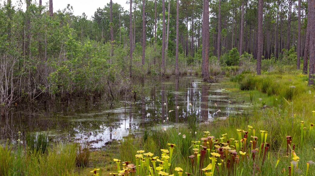 Sarracenia flava in Santa Rosa County, Florida, USA