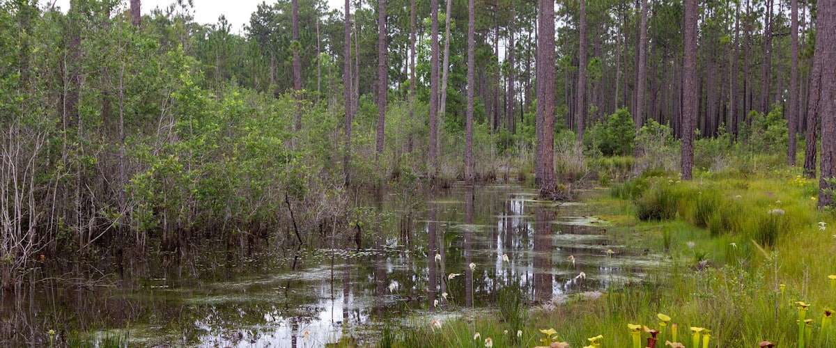 Sarracenia flava in Santa Rosa County, Florida, USA