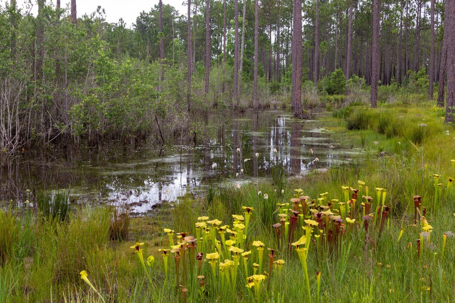 Sarracenia flava in Santa Rosa County, Florida, USA