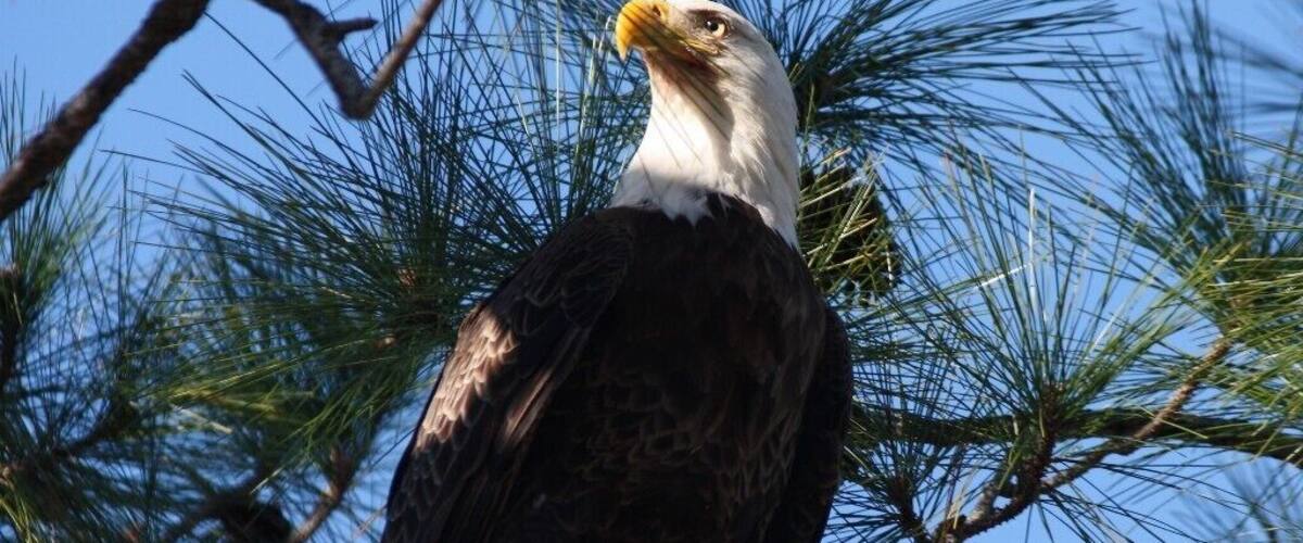 “If I had wings I would fly,
I'd soar on high where only eagles dare
I'd let them rip, I'd let them tear,
until all that remained was me bare.”
― Michelle Horst, Wake Me Up 
An unbelievable moment...to be able to approach this grand bird...he let me get within 15 feet...