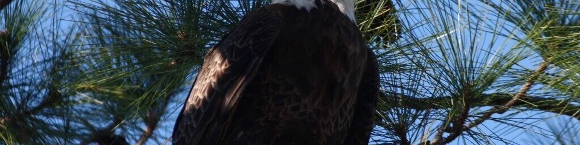 “If I had wings I would fly,
I'd soar on high where only eagles dare
I'd let them rip, I'd let them tear,
until all that remained was me bare.”
― Michelle Horst, Wake Me Up
An unbelievable moment...to be able to approach this grand bird...he let me get within 15 feet...