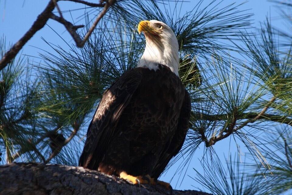 Un águila calva posada en una rama de árbol, con agujas de pino al fondo.
