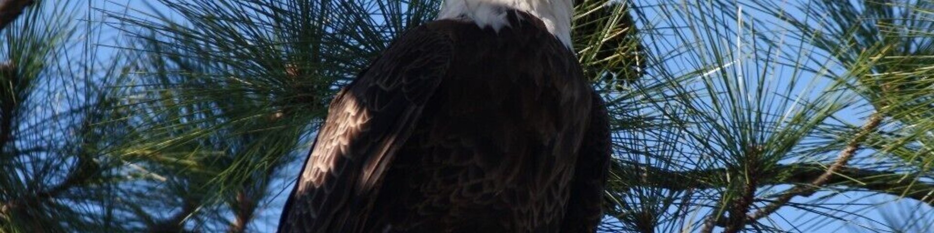 “If I had wings I would fly,
I'd soar on high where only eagles dare
I'd let them rip, I'd let them tear,
until all that remained was me bare.”
― Michelle Horst, Wake Me Up 
An unbelievable moment...to be able to approach this grand bird...he let me get within 15 feet...