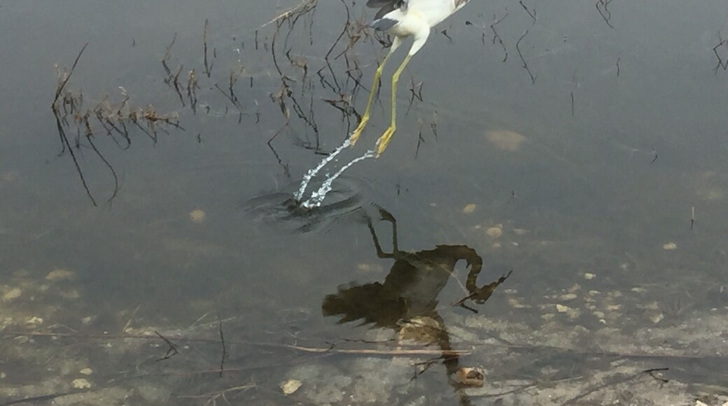 The birding at Saint Marks is fantastic.