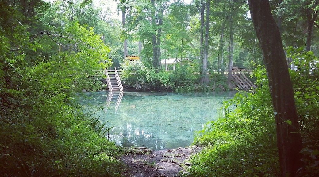 This is one of my favorite places in the world! Jacques Cousteau characterized Ginnie Springs as having "visibility forever". Definitely the clearest water I've ever seen! Perfect spot for #camping, #swimming, #tubing, #snorkeling, and even #cavediving. Read more about Ginnie Springs at www.gonewanderingweb.com #Wanderlust #Explore #Travel #NaturalSprings #Florida #StateParks #BestOf5