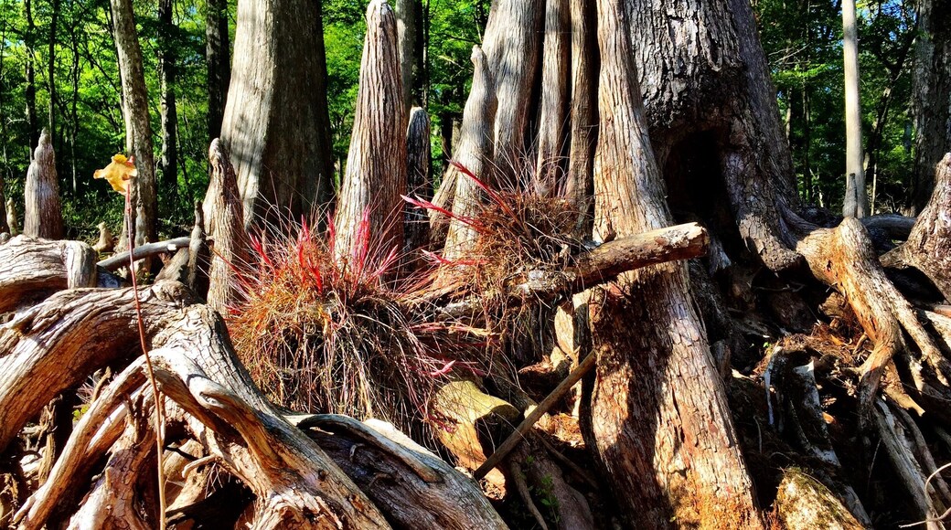 A tangled mess of cypress knees while kayaking on the Santa Re River.