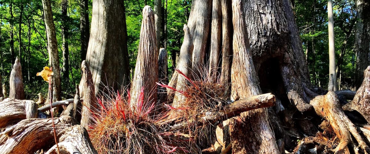A tangled mess of cypress knees while kayaking on the Santa Re River.