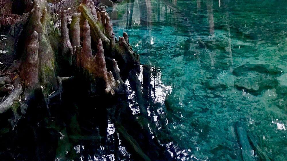 A serene forest with clear water reflecting trees and a fallen tree trunk.