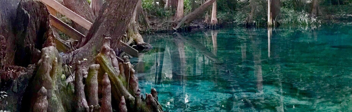 Un bosque tranquilo con agua clara que refleja árboles y un tronco de árbol caído.