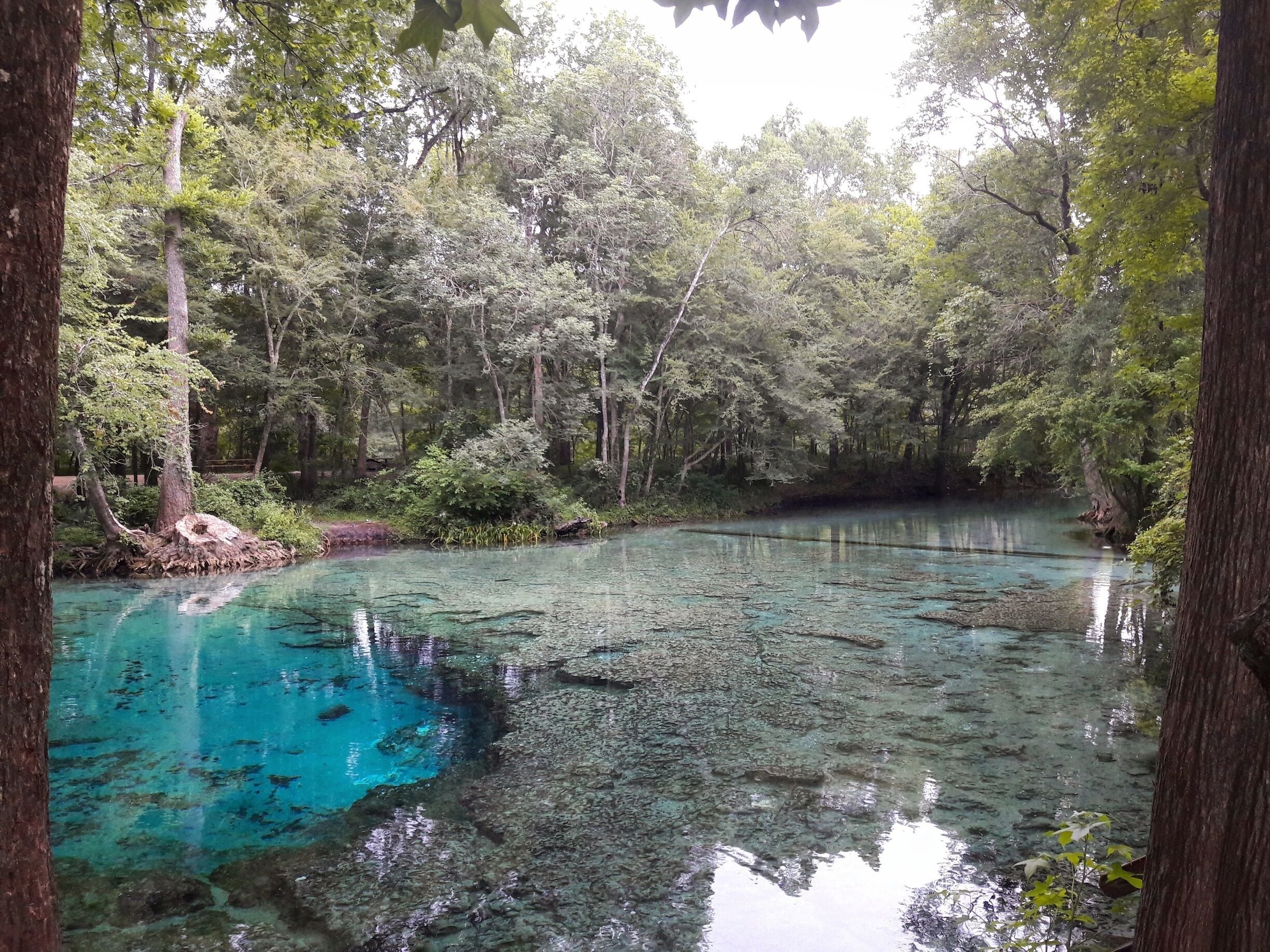 Ginnie Springs in High Springs, Florida, has the clearest water I have ever seen. It's a great spot for swimming, snorkeling, cave diving, tubing, kayaking, and camping. 