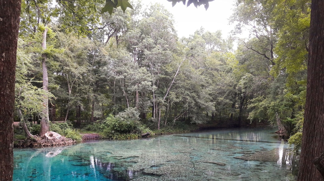 Ginnie Springs in High Springs, Florida, has the clearest water I have ever seen. It's a great spot for swimming, snorkeling, cave diving, tubing, kayaking, and camping.
