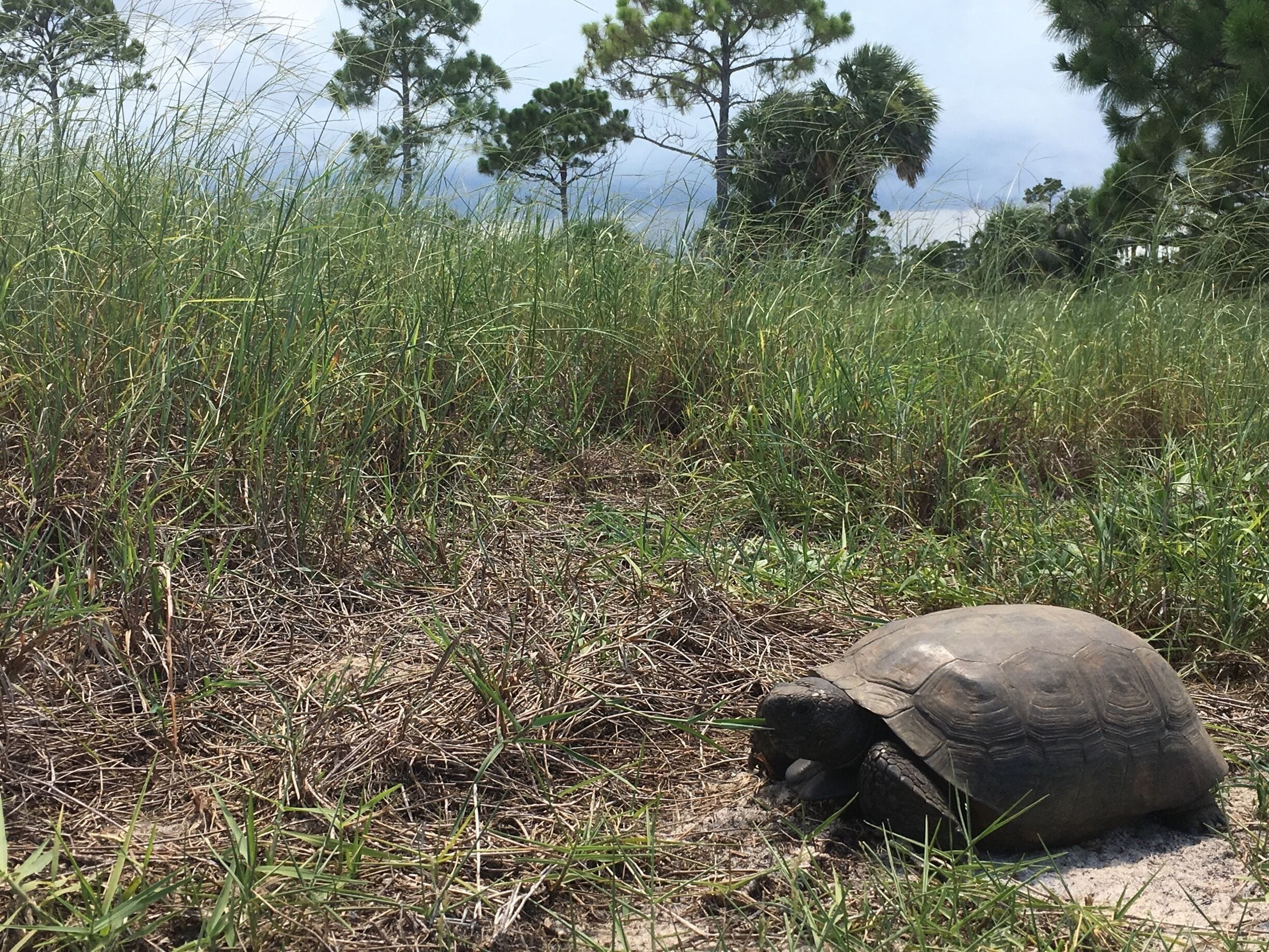 Great park to explore with 2 camping areas, the Loxahatchee River for kayaking and canoeing,  cycle trails, equestrian trails, hiking, wildlife galore - former location of Camp Murphy a US Army Signal Corps training site during WWII

#gophertortoise #florida #stateparks

https://www.floridastateparks.org/park/Jonathan-Dickinson