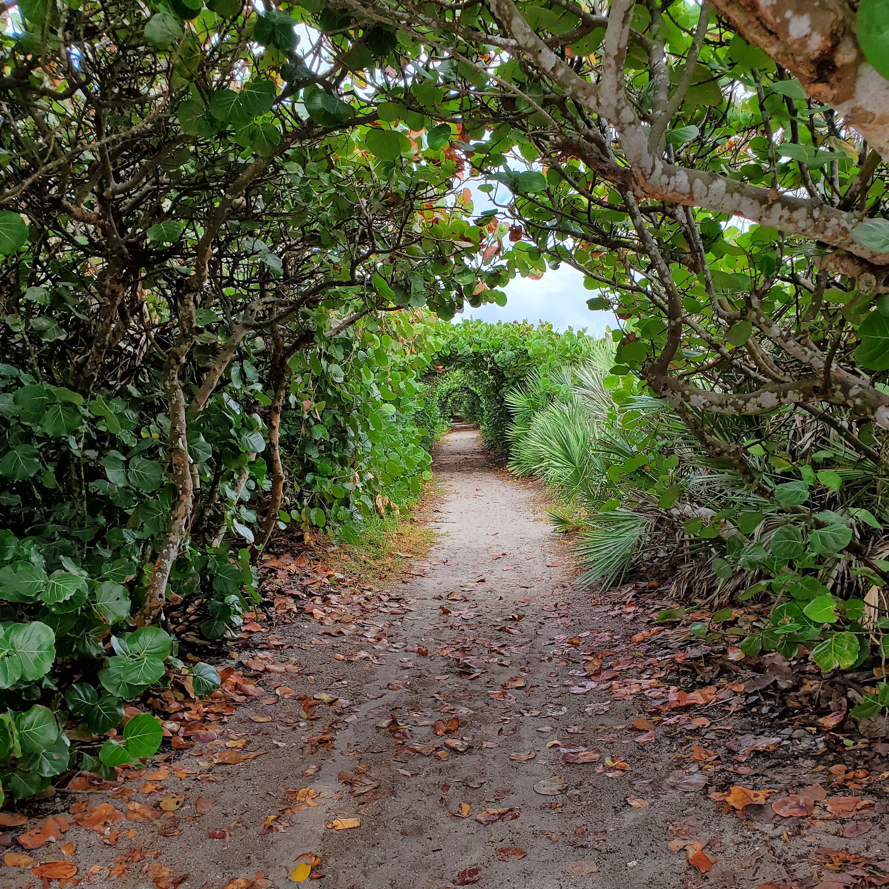Tunnel to paradise.