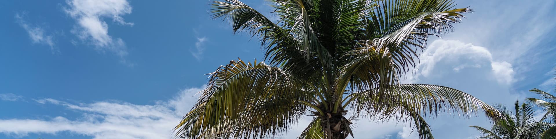 The Hollywood Beach Theatre with palm trees and beachside seating.