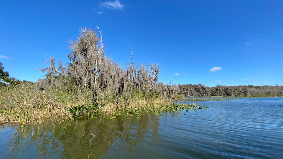 A calm lake with dense vegetation and trees reflecting in the water.