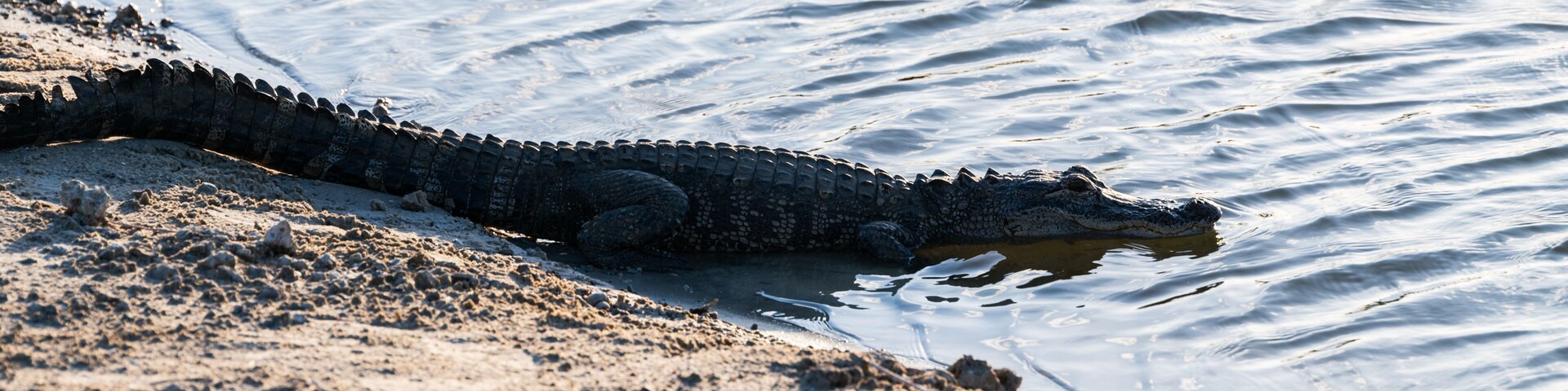 Un cocodrilo en una playa arenosa cerca del agua.