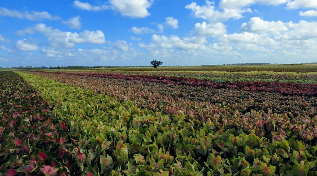 Colorful caladiums covering hundreds and hundreds of acres at Bates Sons AND Daughters in Lake Placid, FL, the caladium capital of the world.