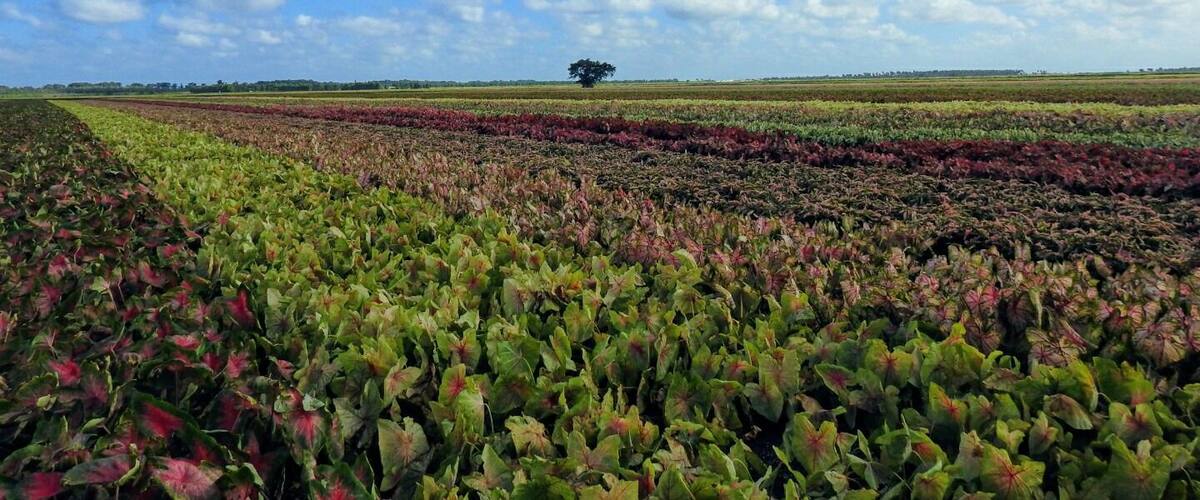 Colorful caladiums covering hundreds and hundreds of acres at Bates Sons AND Daughters in Lake Placid, FL, the caladium capital of the world.
