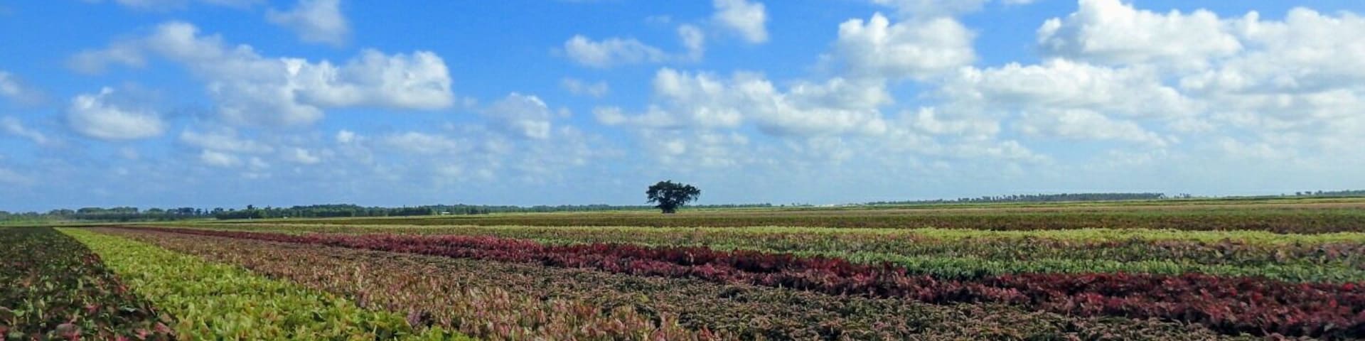 Colorful caladiums covering hundreds and hundreds of acres at Bates Sons AND Daughters in Lake Placid, FL, the caladium capital of the world.