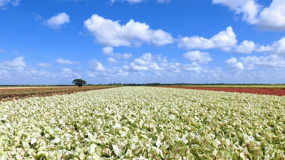 Ein weites Feld mit Feldfrüchten unter blauem Himmel mit vereinzelten Wolken.