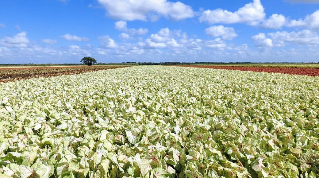 These a caladiums, a bulb crop grown for its colorful foliage in brilliant shades of reds, pinks, and whites.
A vista that can only be taken in by traveling to Lake Placid, Florida - "The Caladium Capital of the World".
There are hundreds and hundreds of acres grown at Bates Sons AND Daughters.
If you visit in late summer, before the fall harvest, you can appreciate all this color in person.
#Trovember